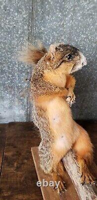 Large Adult Red Fox Squirrel Taxidermy Mount/ Table/Bar Top/ Grey. Animal Art