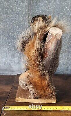 Large Adult Red Fox Squirrel Taxidermy Mount/ Table/Bar Top/ Grey. Animal Art