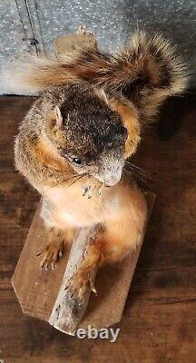 Monture de taxidermie d'écureuil renard roux adulte de grande taille / Table / Dessus de bar / Gris. Art animal