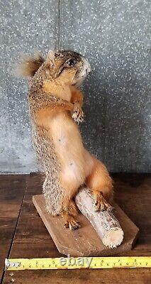 Monture de taxidermie d'écureuil renard roux adulte de grande taille / Table / Dessus de bar / Gris. Art animal